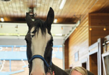 The Express Clydesdales