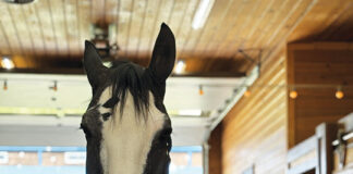 The Express Clydesdales